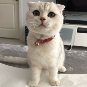 Meet your Posher, Gloria